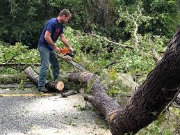 Tree and Shrub Care in Boyd, TX