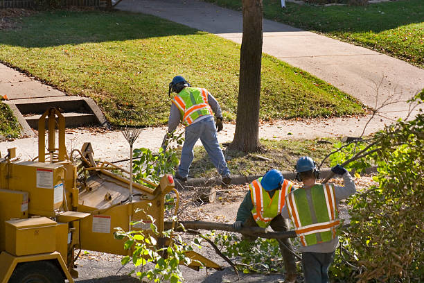 How Our Tree Care Process Works  in  Boyd, TX