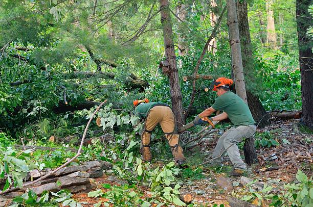 Trusted Boyd, TX Tree Care Services Experts